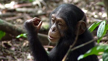 Bande-annonce : Chimpanzés - VF
