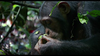 Chimpanzés - Extrait (4) VF