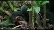 Chimpanzés - Extrait (5) VF