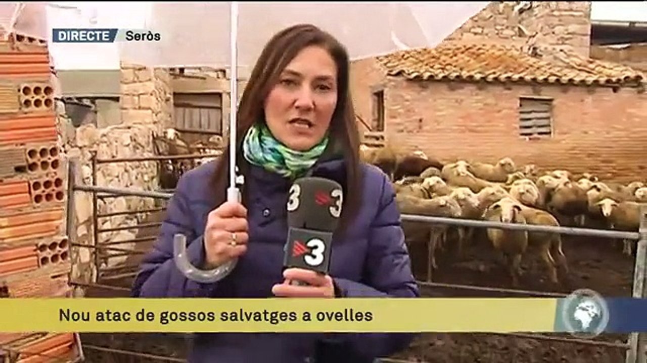 TV3 - Els Matins - Nou atac de gossos salvatges a ovelles al Segrià