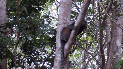 Singes Tamarins au Brésil , Piracanga