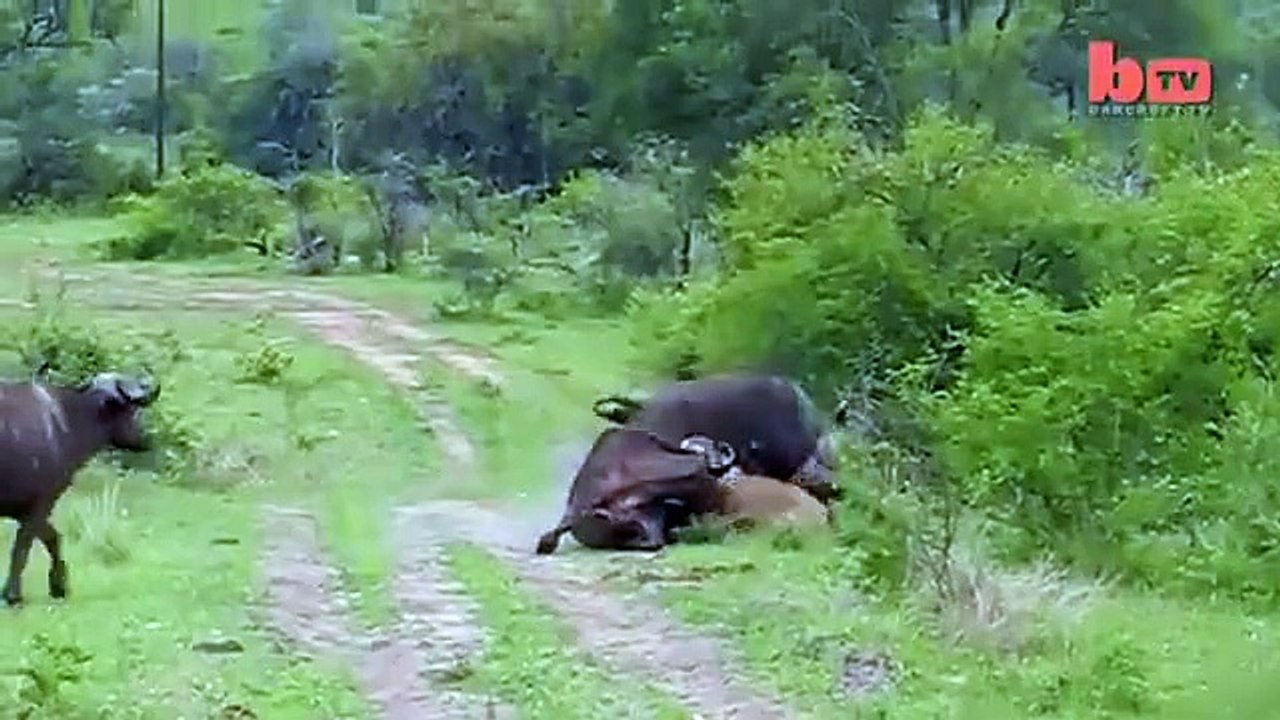 When the hero falls عندما يسقط البطل