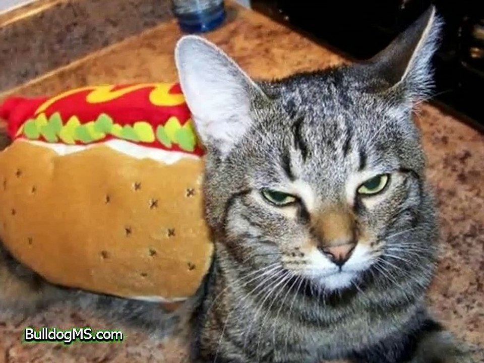 Funny Pets in Halloween Costumes