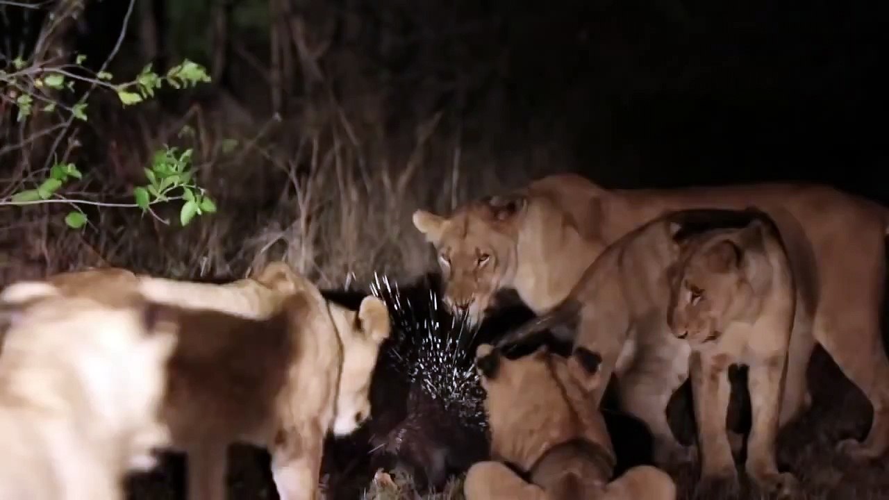 13 Lions Couldnt Beat a Porcupine