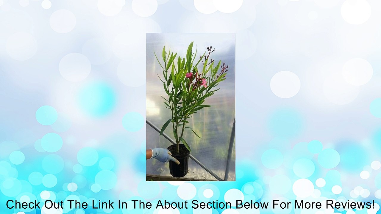 Bright Pink Nerium Oleander - Live gallon pot Review