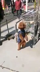 Wow    Amazing Dog Dance