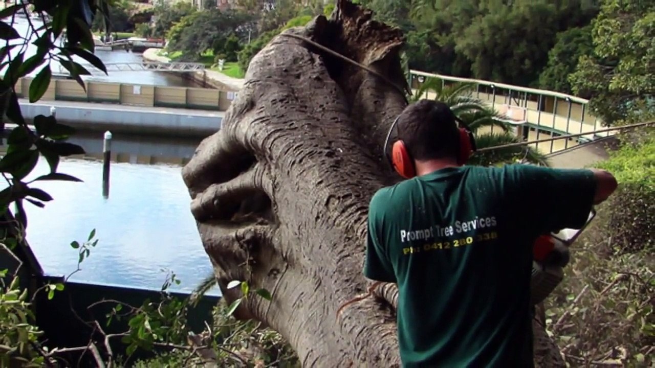 Prompt Tree Services