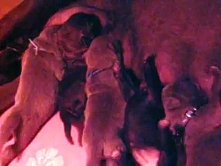 l'heureuse  heureuse de la tétée du matin