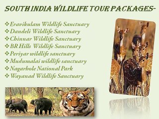 South India Wildlife Tours