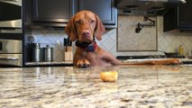 This dog really wants this cake!