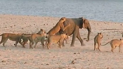 Young Elephant Survives Attack By Lion Pack