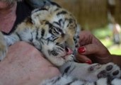 White Tiger Cub Gets Used to New Surroundings