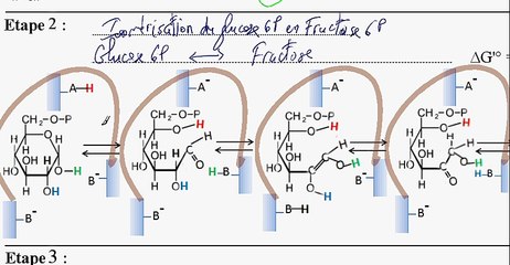 Glycolyse Etape 1 a 3