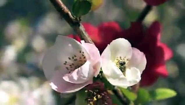 Bu Kovanın İçine Ne Sürülmüş veye Ne Konulmuş