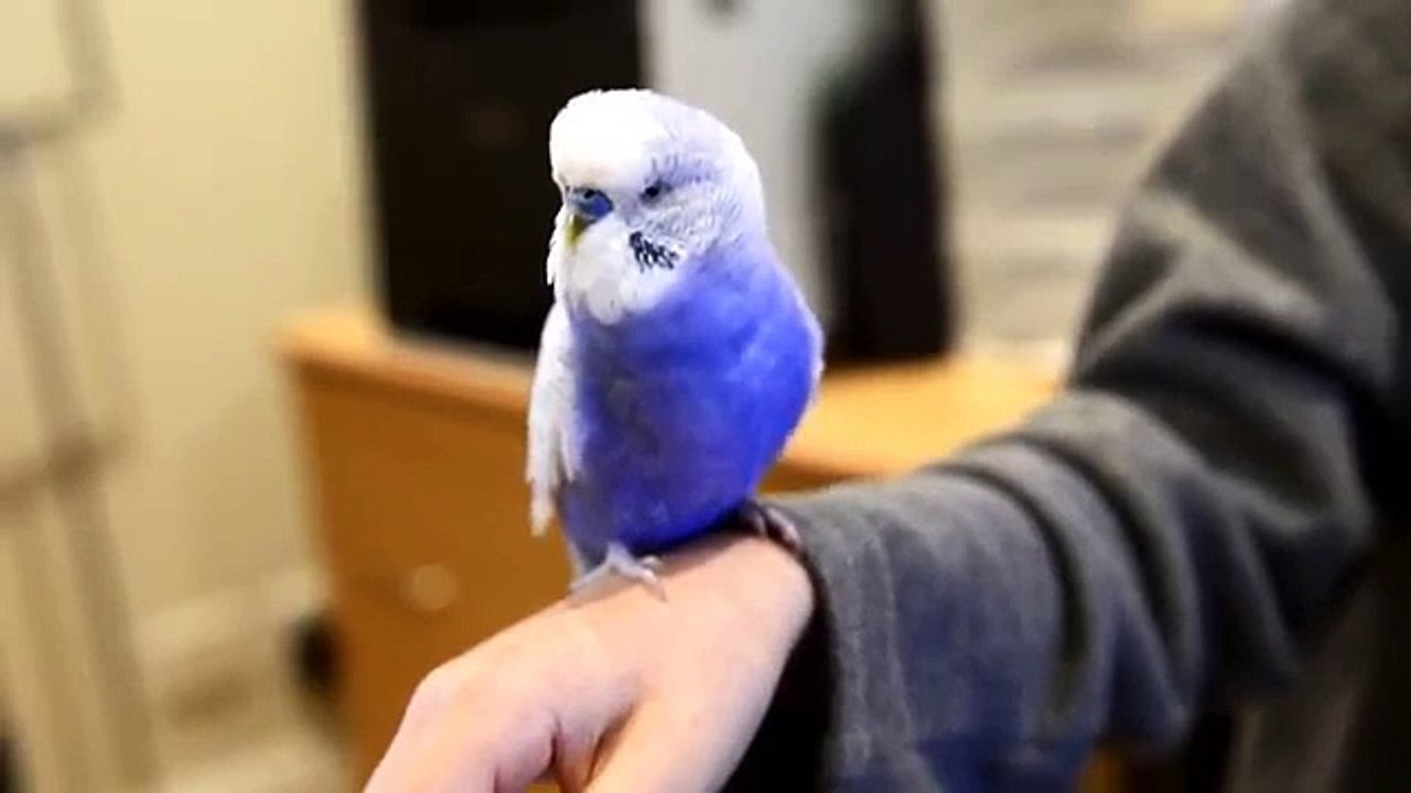 Un oiseau imite R2-D2