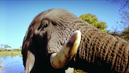 African Safari 3D (2014) - French trailer