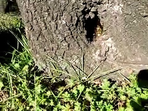 Hakiki Karakovan Balı Diye Buna Denir (Başkalarına İnanmayın)