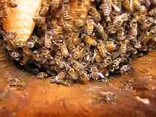 Karakovan Balının Öğrenmek İçin Mutlaka İzleyin...