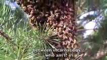 Karakovan Sepetlerindeki Arıların Kontrolü