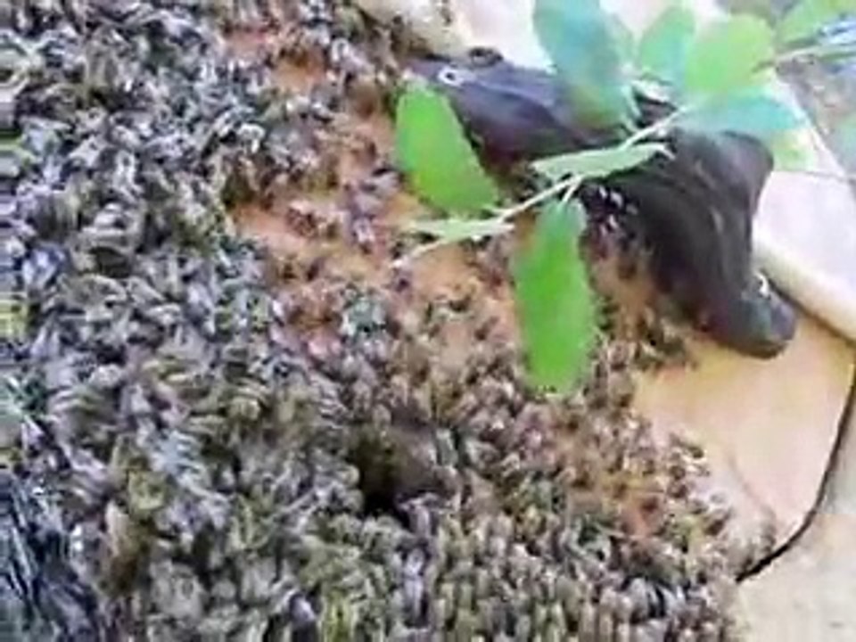 Çıkan Arı Oğulunun Karakovana Konulması