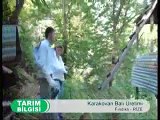 Karakovan nasıl üretilir - Kestane balı