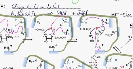 Glycolyse Etape 4 à 5