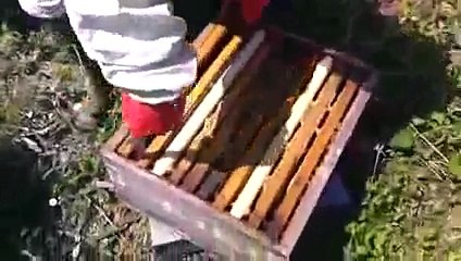 Kestane balı hasadı