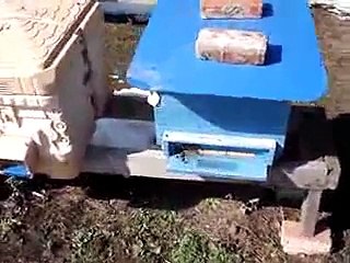 KIŞ SONRASI ÇALIŞMA - Kestane balı