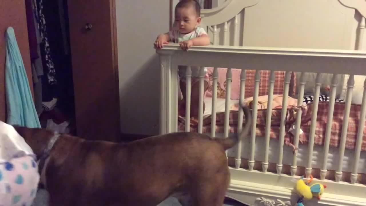 Dog protects baby from "angry" mother during training