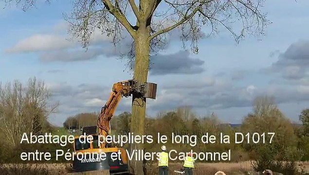 Abattage de peupliers le long de la D 1017