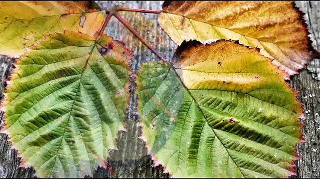 Engelbert Humperdinck - Am I that easy to forget