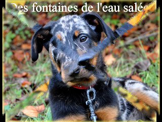 Beaucerons des fontaines de l'eau salée