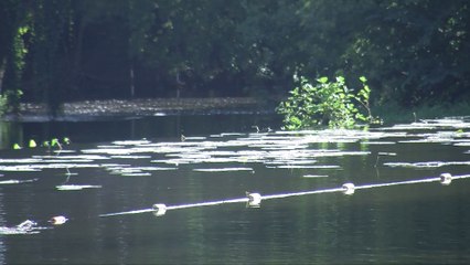 Rencontres Racines - Les Pink Ladies rament contre le cancer