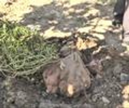 22 kilogramlık patatesiyle Guinness'e aday olacak