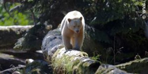 Wildes Kanada Trailer (Deutsch)