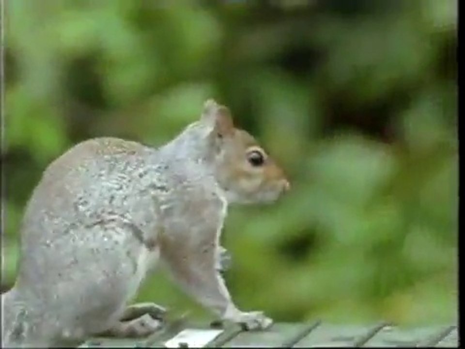 Super smart action squirrel