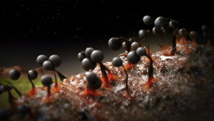 Les extraits du Jour le plus Court : PLANET Z de Momoko Seko