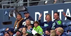 Seahawks Mascot Seeks Out The Wrong Perch