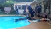 Rescatan caballo de una piscina en Arizona - 15POST
