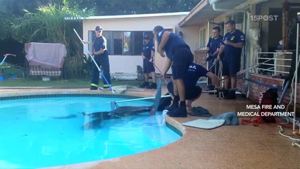 Rescatan caballo de una piscina en Arizona - 15POST