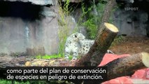 Leopardo de las Nieves llega al zoológico de Chapultepec en México - 15POST