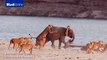 Elephant defends itself against attack from pride of lions
