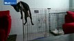 Pooch pines for freedom as pup makes great escape from kennel