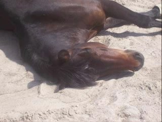 Hommage à un cheval