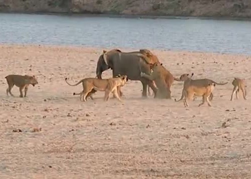 Un bébé éléphant contre 14 lions, qui gagne ?