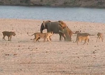 Un bébé éléphant contre 14 lions, qui gagne ?