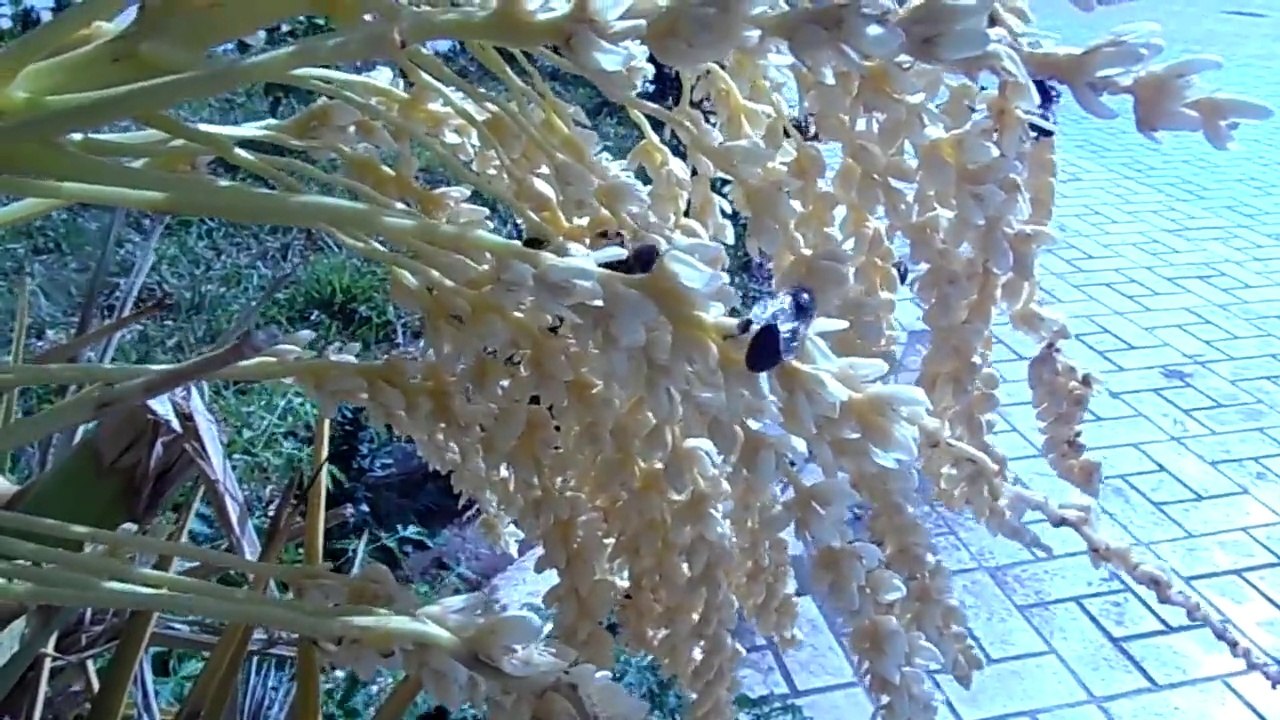 Abeilles en butinage sur des fleurs d'un palmier.