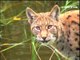 ÉTHOLOGIE : Le Lynx boréal (Lynx lynx)