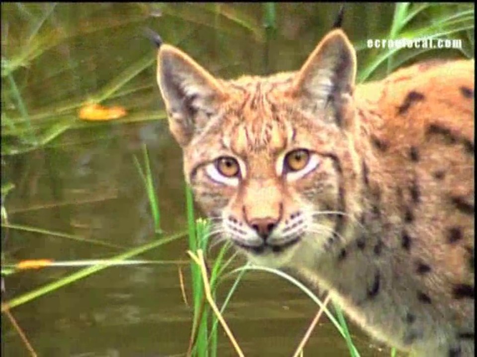 ÉTHOLOGIE : Le Lynx boréal (Lynx lynx)