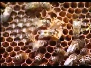 Arıcılık Eğitim Videosu 2